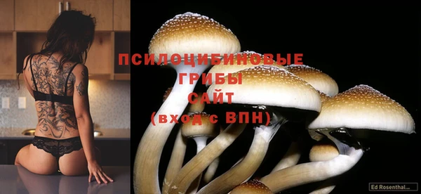 apvp Аркадак